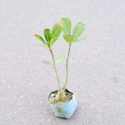 Buy Adenium (Any Colour) in 4 Inch Nursery bag | Urvann.com