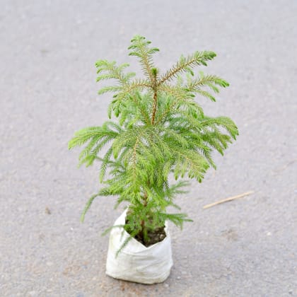 Buy Araucaria / Christmas Tree in 5 Inch Nursery bag | Urvann.com