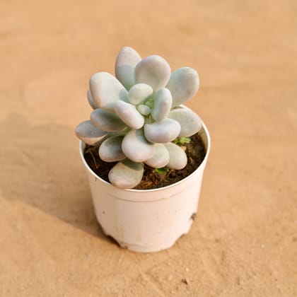 Buy Pachyphytum oviferum in 3 Inch Nursery Pot | Urvann.com