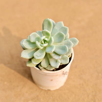 Buy Echeveria Elegans Succulent in 3 Inch Nursery Pot | Urvann.com