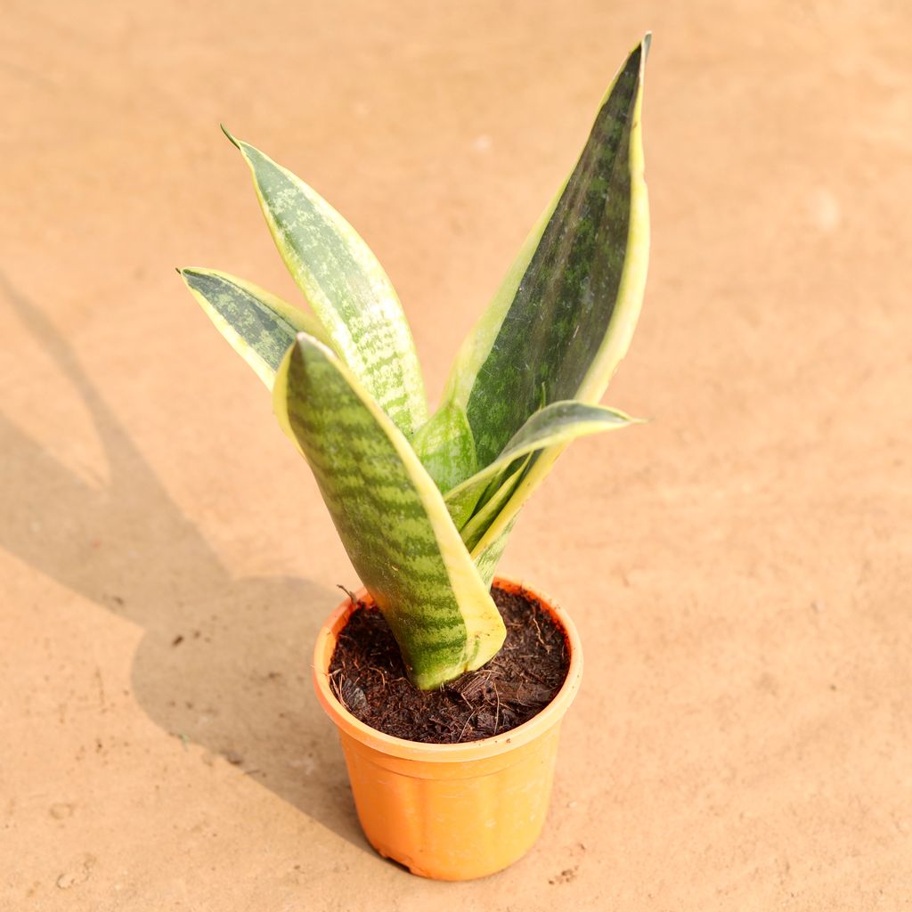 Buy Snake Plant in 4 Inch Nursery Pot | Urvann.com Snake Plant in 4 Inch Nursery Pot