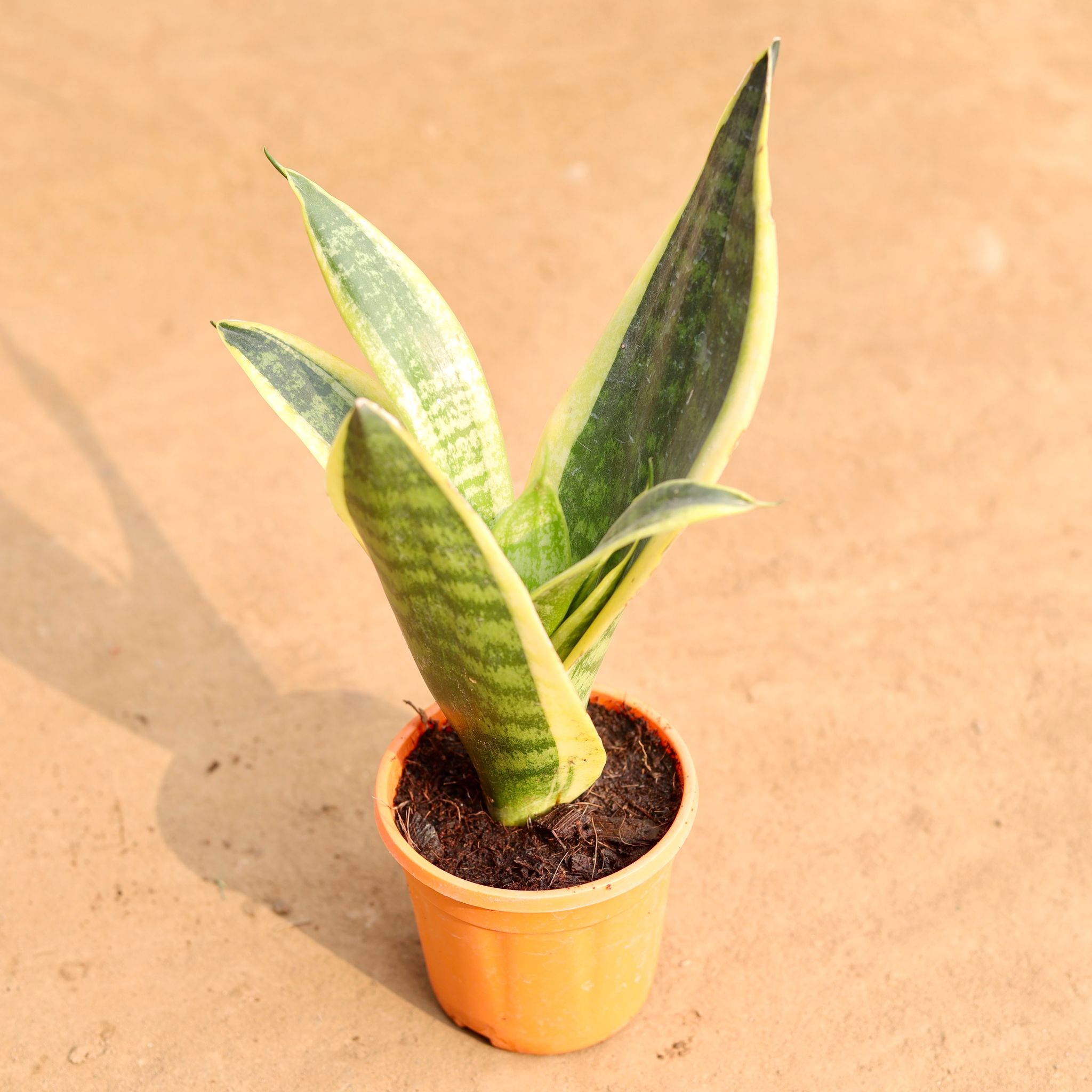 Snake Plant in 4 Inch Nursery Pot
