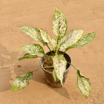 Buy Aglaonema Snow white in 6 Inch Nursery Pot | Urvann.com