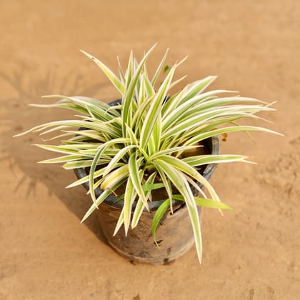 Buy Spider Plant in 5 Inch Nursery Pot | Urvann.com