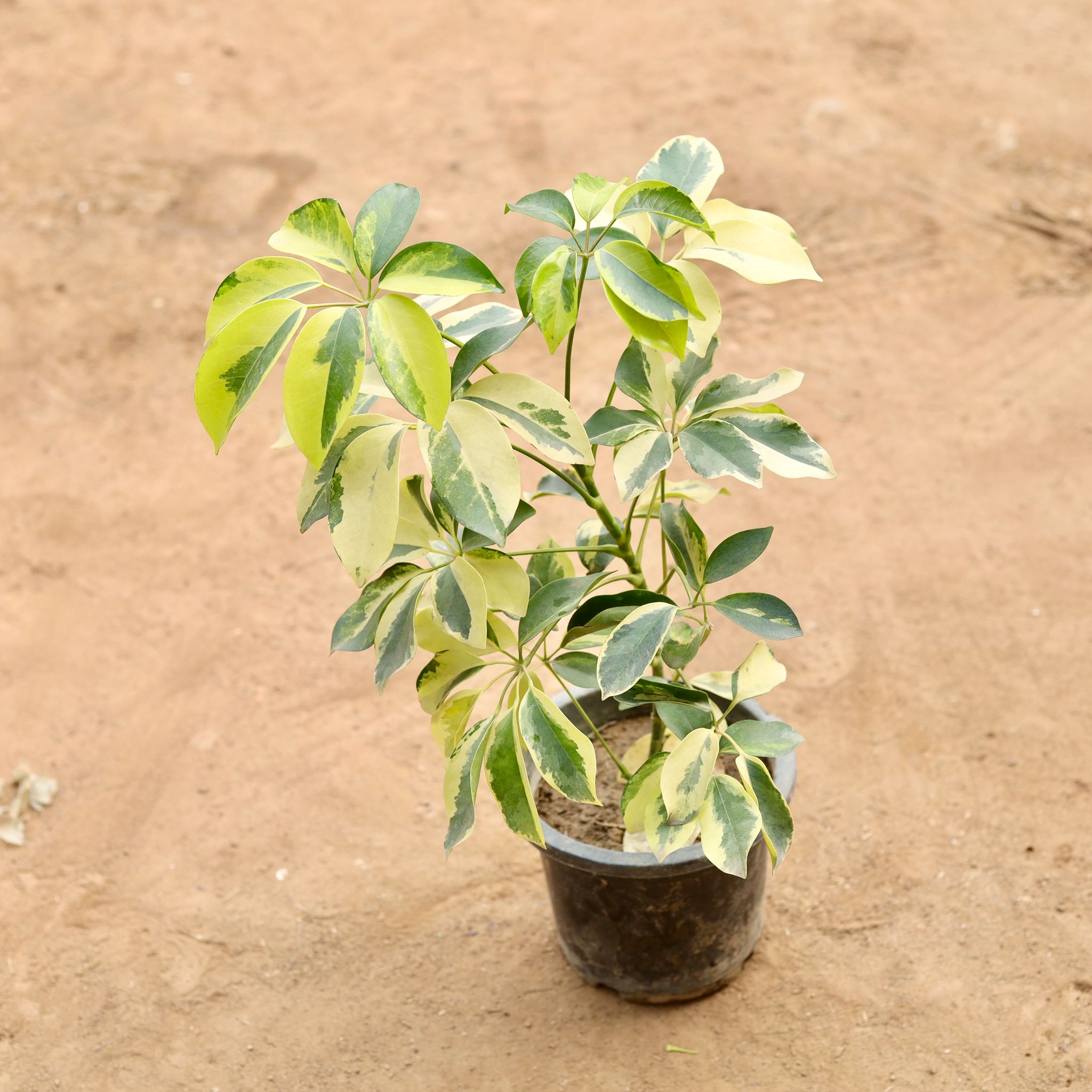 Schefflera Variegated in 8 Inch Nursery Pot