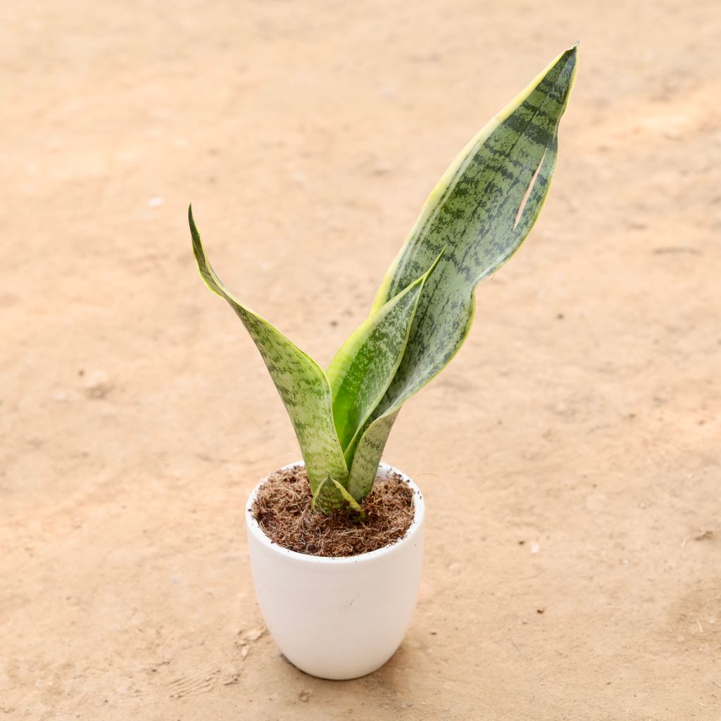 Buy Snake Plant in 4 Inch Ceramic Pot | Urvann.com Snake Plant in 4 Inch Ceramic Pot