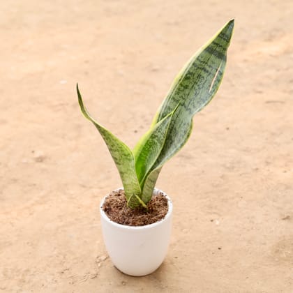 Buy Snake Plant in 4 Inch Ceramic Pot | Urvann.com