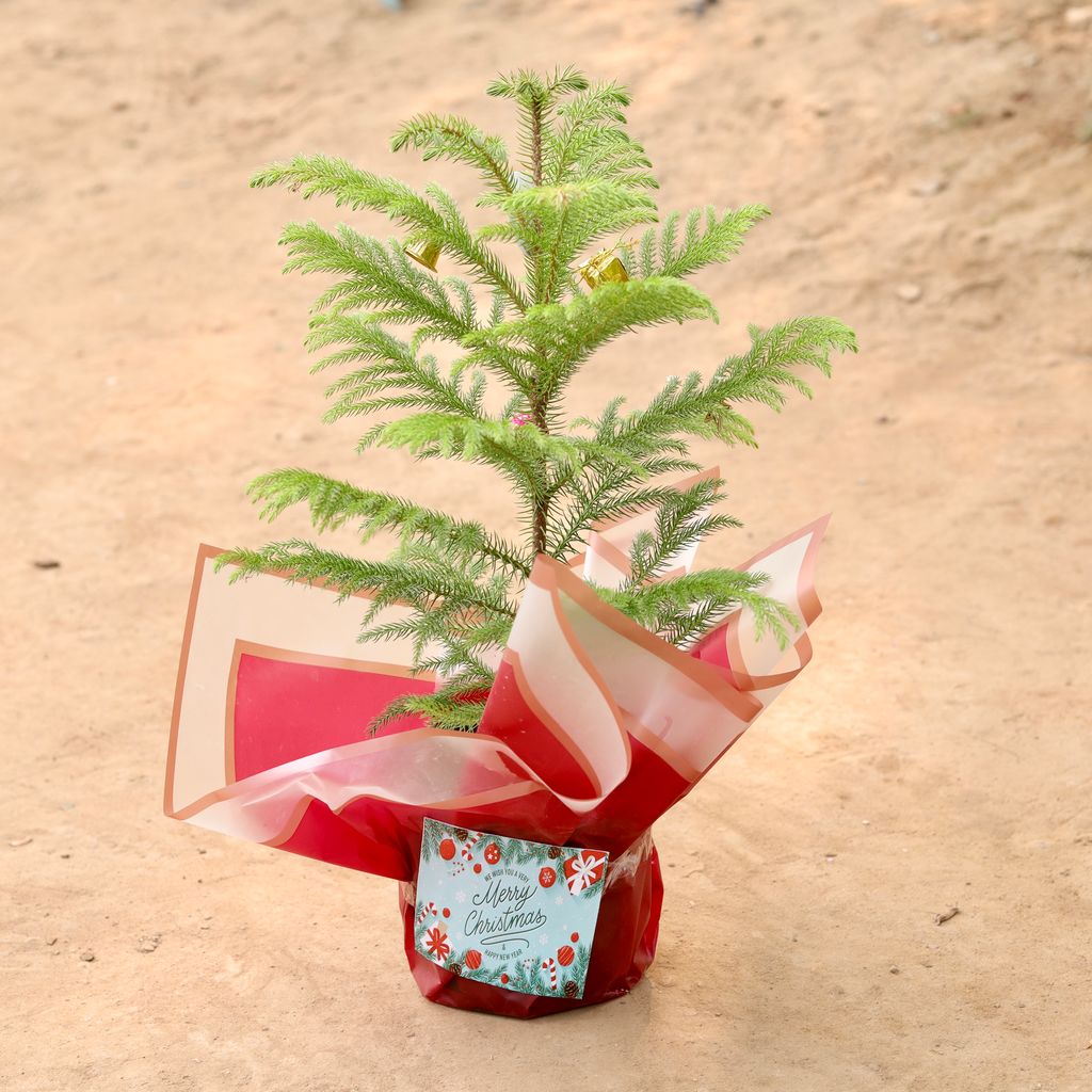 Araucaria / Christmas Tree in 6 Inch Nursery Pot (Gift Wrapped)