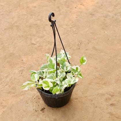 Buy Schefflera Variegated in 6 Inch Hanging Basket | Urvann.com