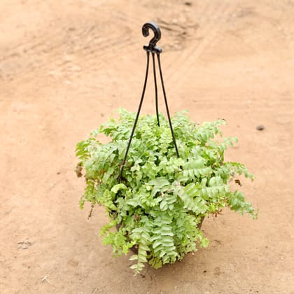 Buy Fern Green in 6 Inch Hanging Basket | Urvann.com