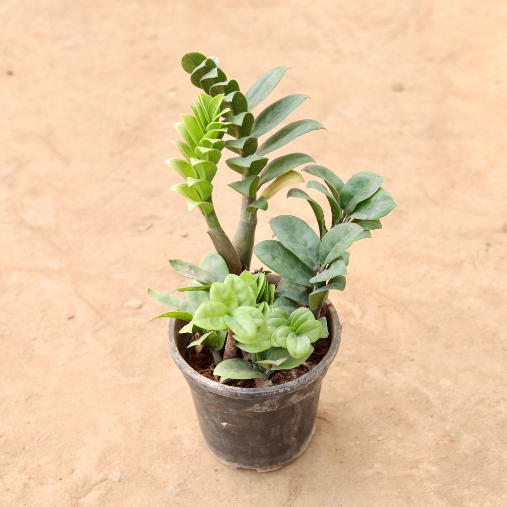 Buy Zz Plant in 6 Inch Nursery Pot | Urvann.com Zz Plant in 6 Inch Nursery Pot
