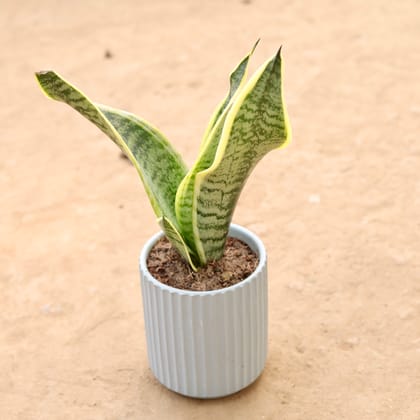 Buy Snake Plant in 5 Inch Designer Round Ceramic Pot (Any Design) | Urvann.com