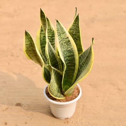 Buy Snake Plant in 5 Inch Nursery Pot | Urvann.com