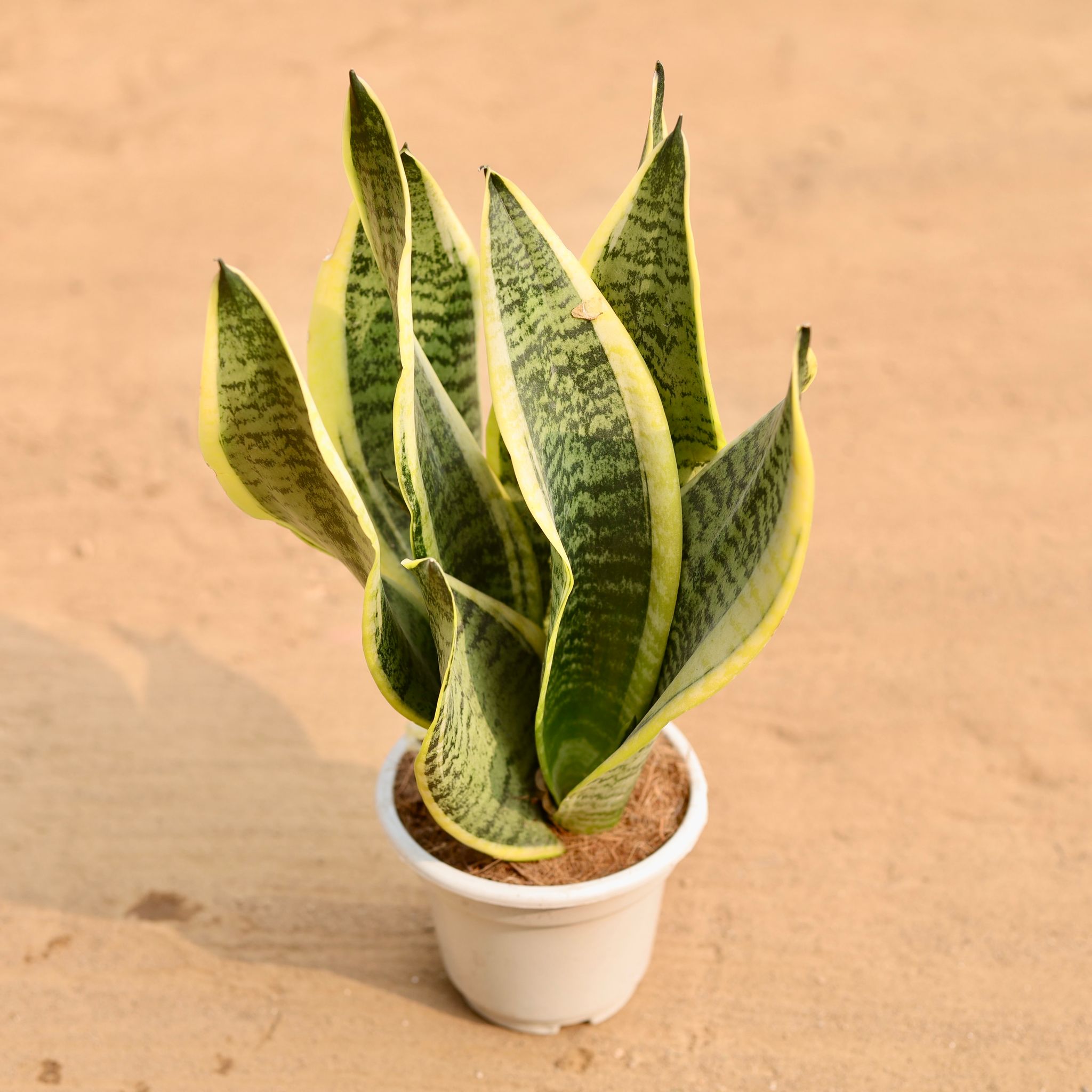 Snake Plant in 5 Inch Nursery Pot