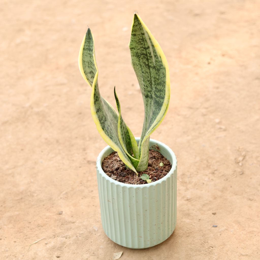 Snake Plant in 5 Inch Designer Round Ceramic Pot (Any Design)