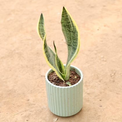 Buy Snake Plant in 5 Inch Designer Round Ceramic Pot (Any Design) | Urvann.com