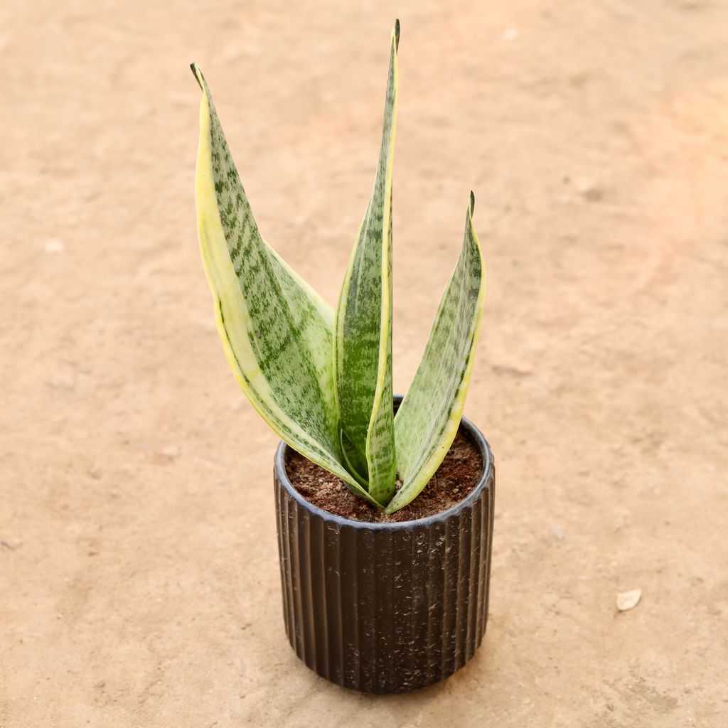 Buy Snake Plant in 5 Inch Designer Round Ceramic Pot (Any Design) | Urvann.com Snake Plant in 5 Inch Designer Round Ceramic Pot (Any Design)