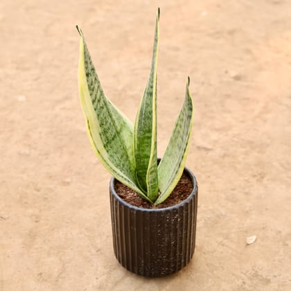 Buy Snake Plant in 5 Inch Designer Round Ceramic Pot (Any Design) | Urvann.com