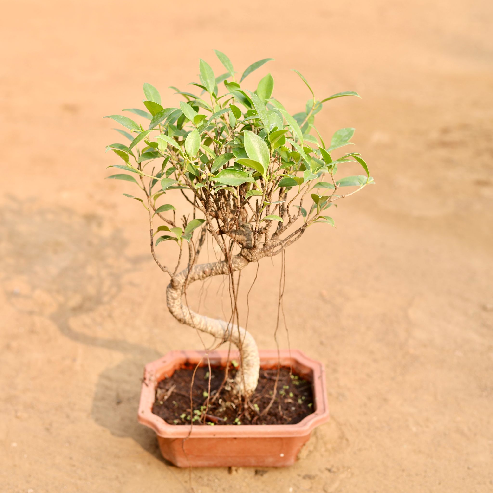 Ficus Bonsai in 5 Inch Nursery Pot