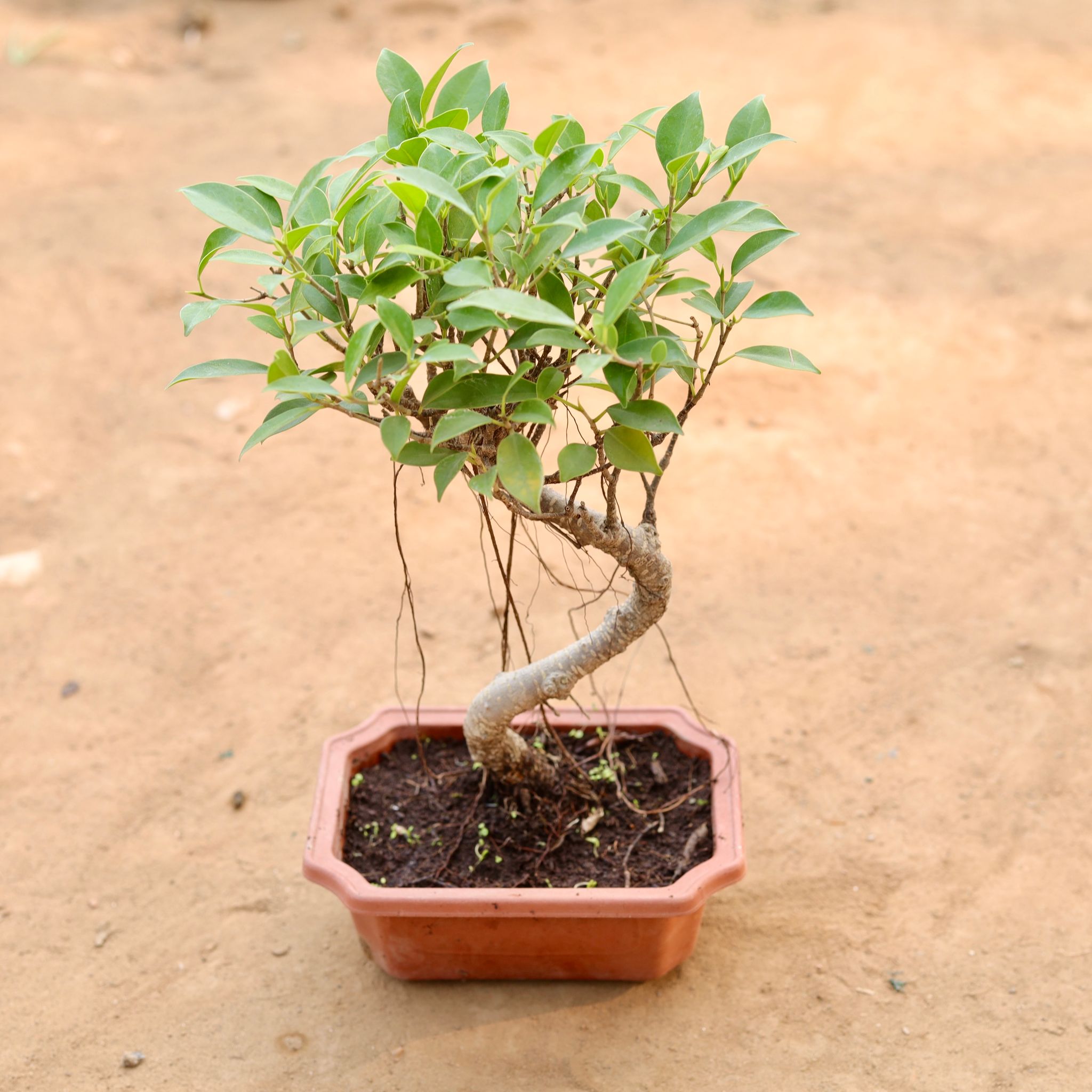 Imported S Shaped Ficus Bonsai in 6 Inch Bonsai Pot