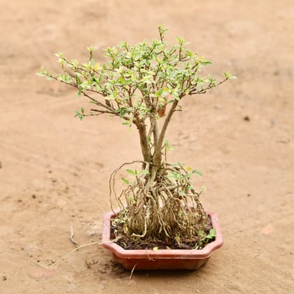 Buy Serissa Bonsai (Imported) in 5 Inch Bonsai Tray | Urvann.com