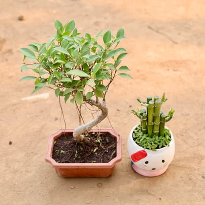 Buy Ficus Bonsai & Lucky Bamboo in 4 Inch Ceramic Pot (Any Design) | Urvann.com