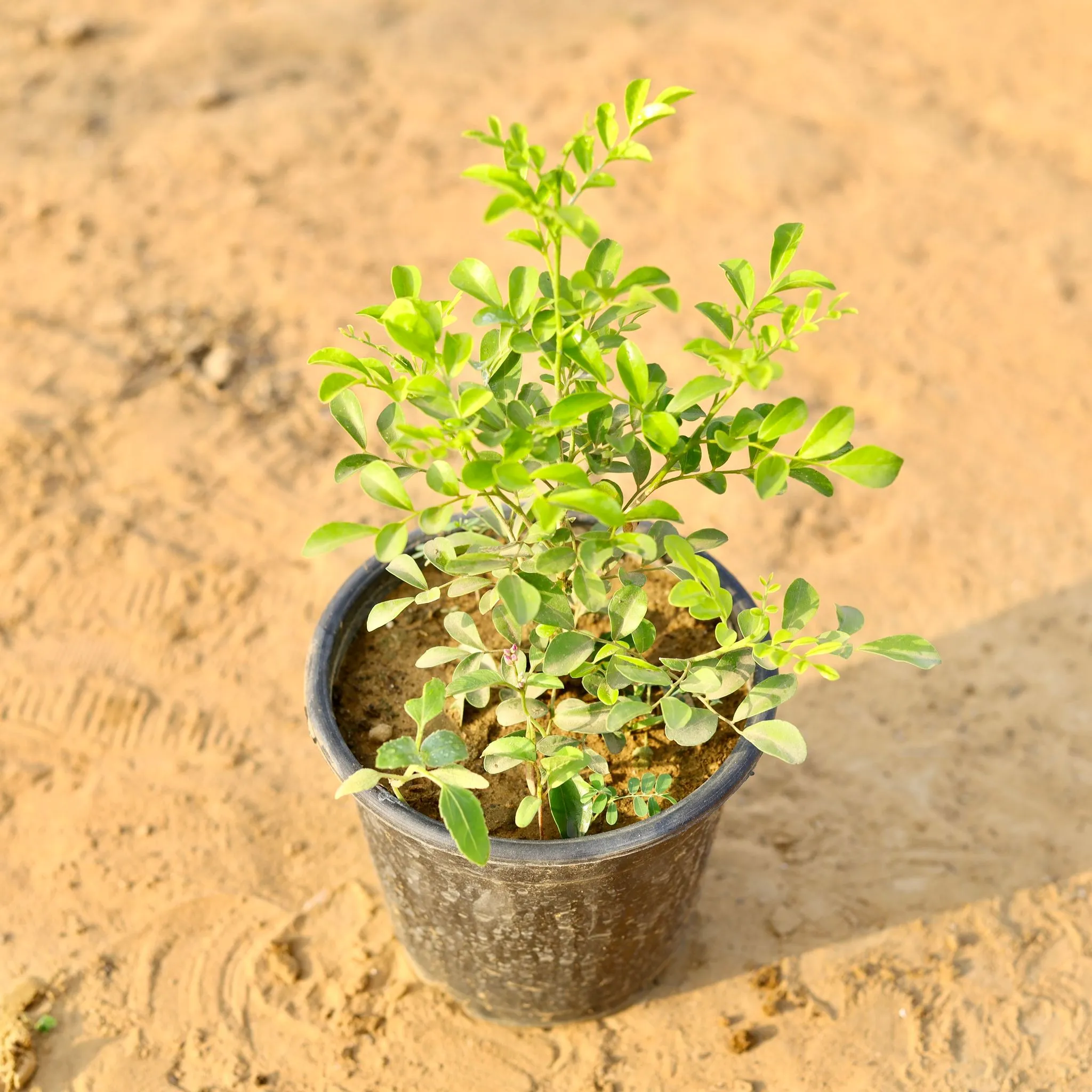 Madhu Kamini White in 6 Inch Nursery Pot