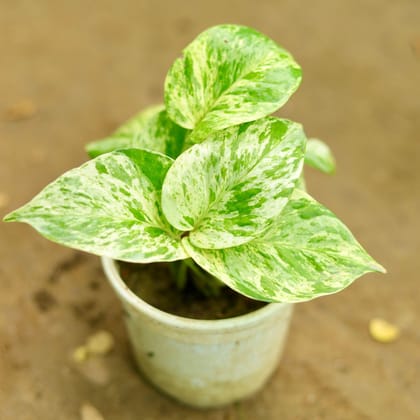 Buy Money Plant Variegated in 4 Inch Plastic Pot Online | Urvann.com