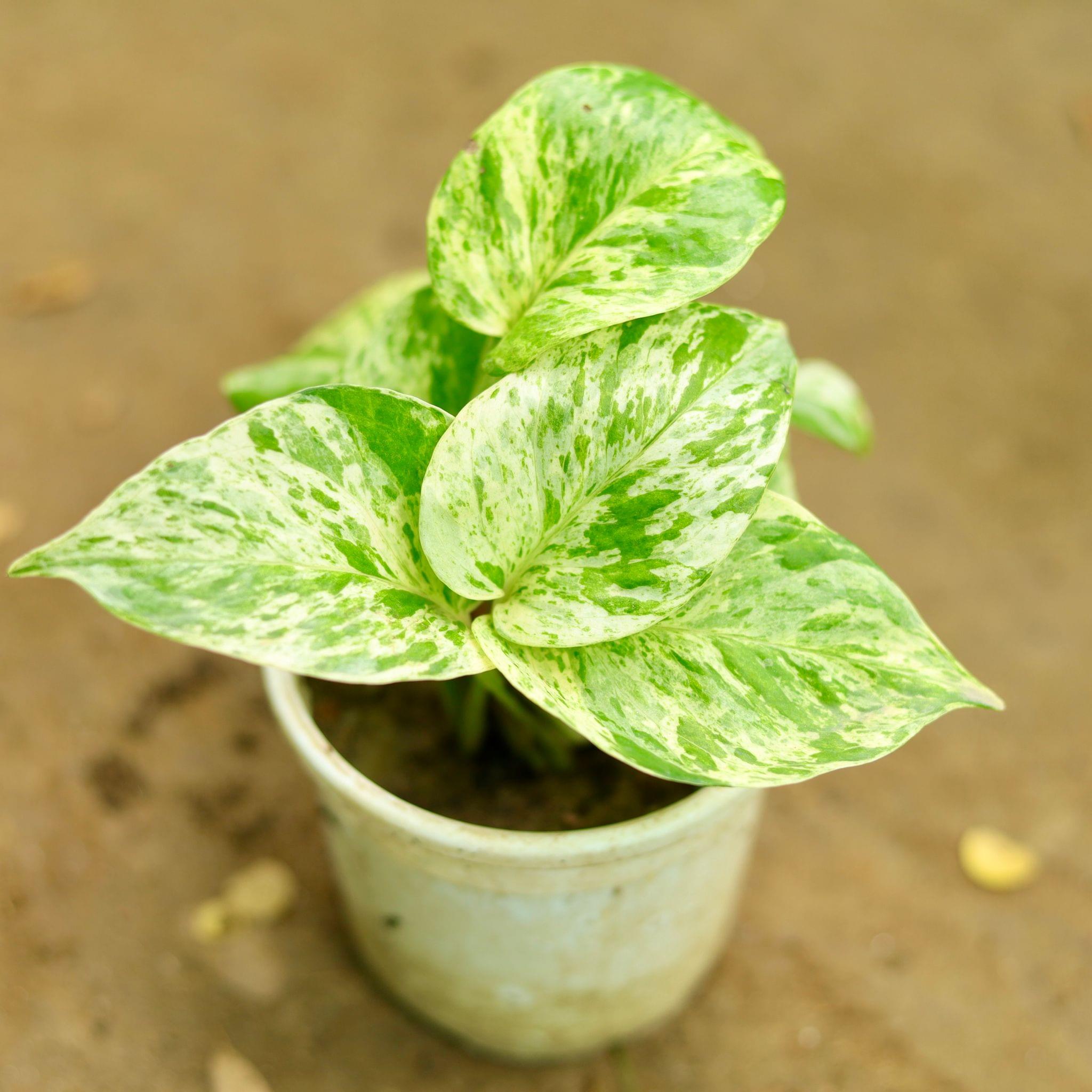 Money Plant Variegated in 4 Inch Nursery Pot