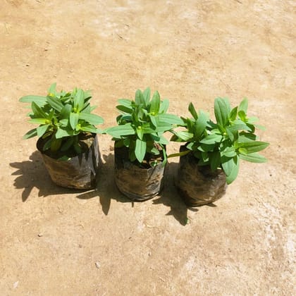 Buy Set of 3 - Zinnia (any colour) in 3 Inch Nursery bag Online | Urvann.com