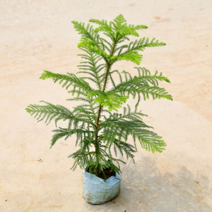 Buy Araucaria / Christmas Tree (~ 2 Ft) in 4 Inch Nursery Bag Online | Urvann.com