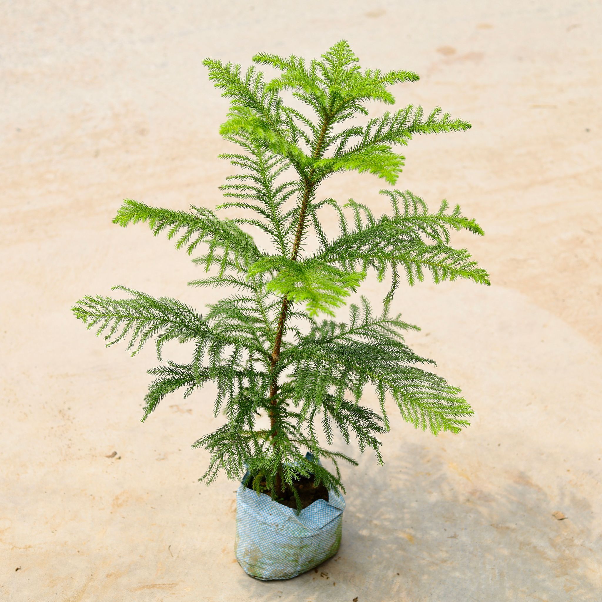 Araucaria / Christmas Tree (~ 2 Ft) in 4 Inch Nursery Bag
