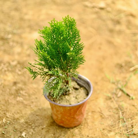 Morpankhi in 8 Inch Nursery Pot