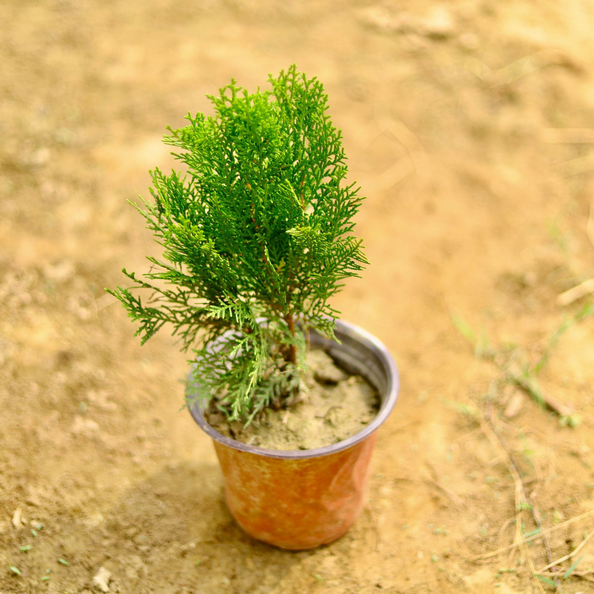 Morpankhi in 8 Inch Nursery Pot