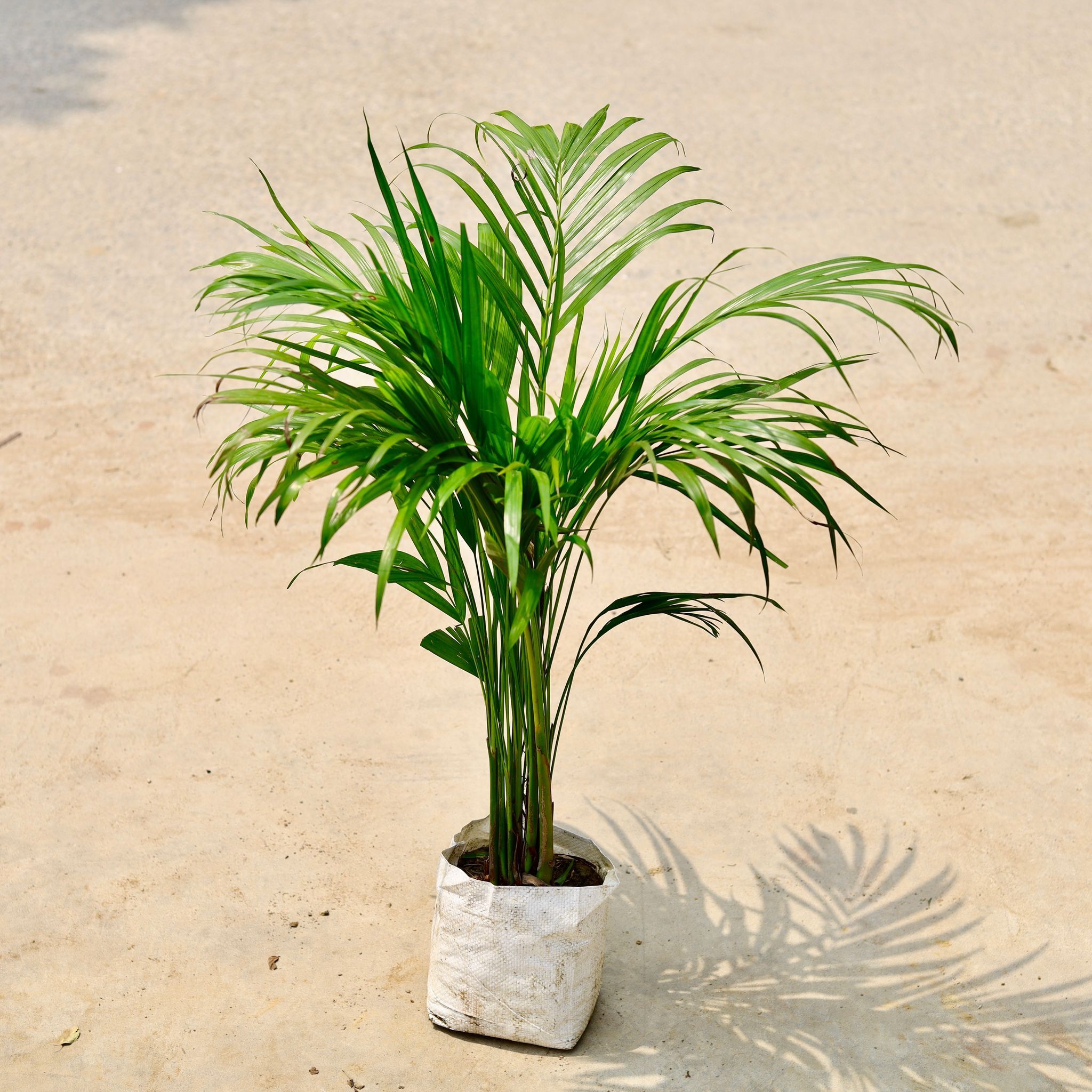 Areca Palm in 7 Inch Nursery Bag