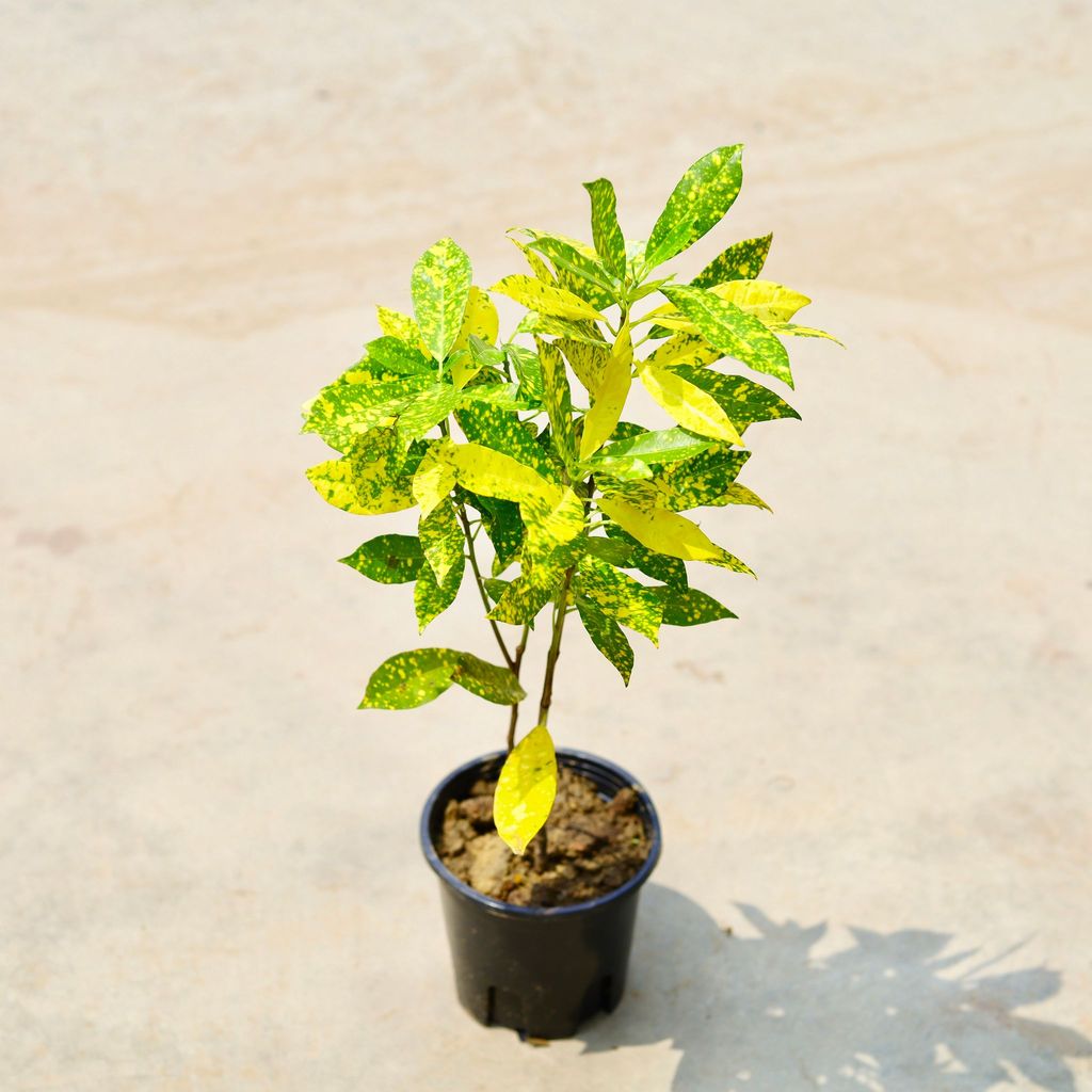 Buy Baby Croton in 5 Inch Nursery Pot Online | Urvann.com Baby Croton in 5 Inch Nursery Pot