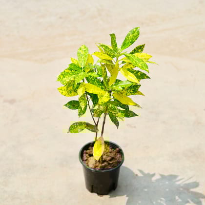 Buy Baby Croton in 5 Inch Nursery Pot Online | Urvann.com