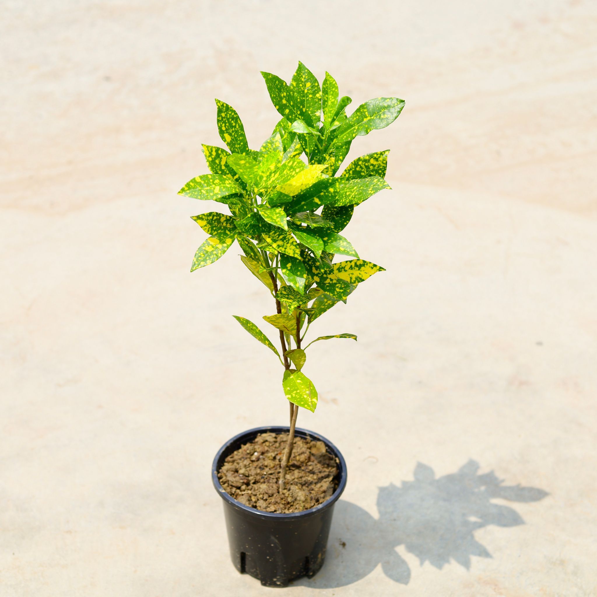 Baby Croton in 5 Inch Nursery Pot