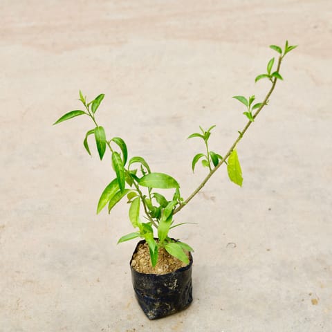 Raat Ki Rani in 4 Inch Nursery Bag