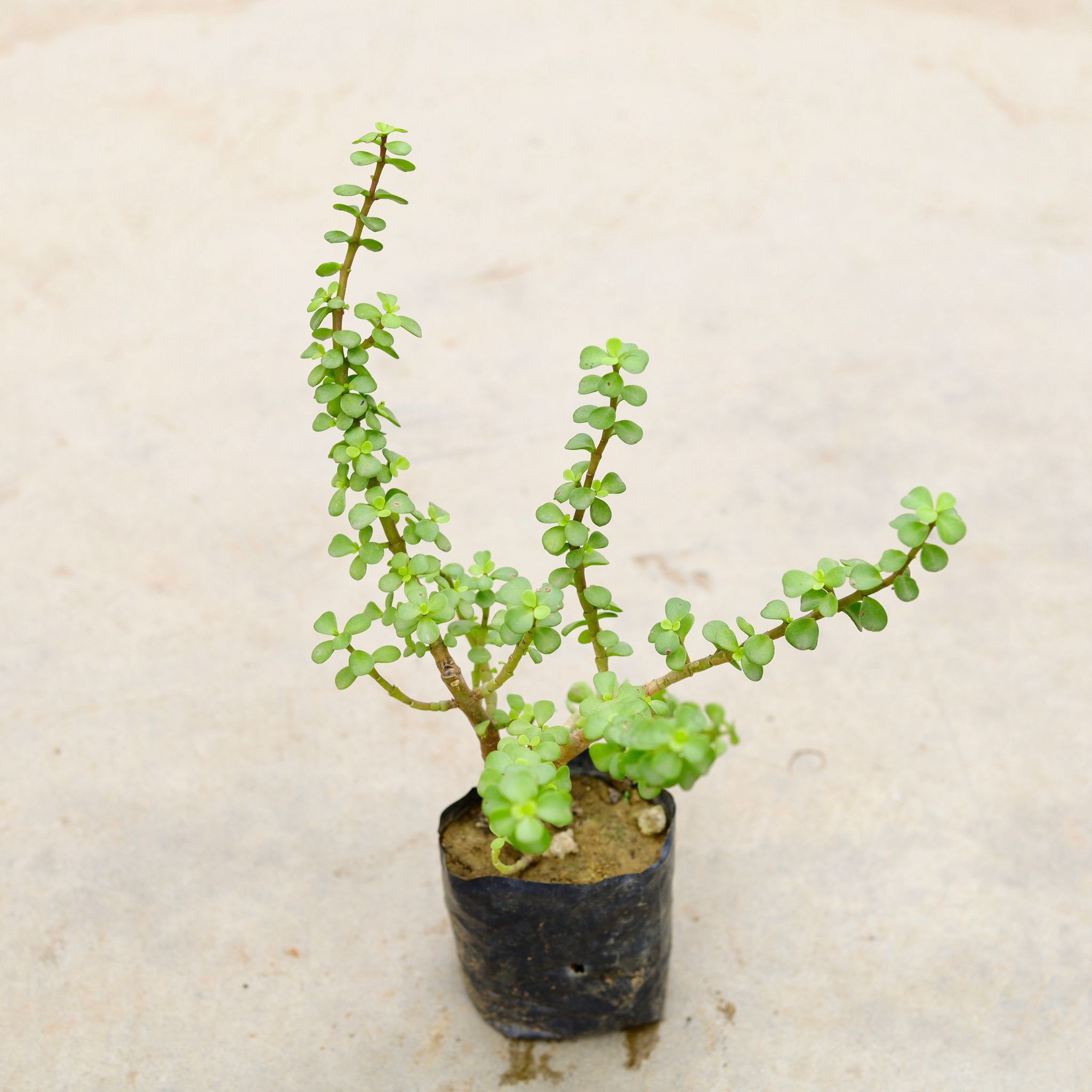 Jade in 3 Inch Nursery Bag
