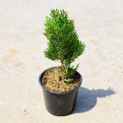 Buy Morpankhi English in 6 Inch Nursery Pot Online | Urvann.com
