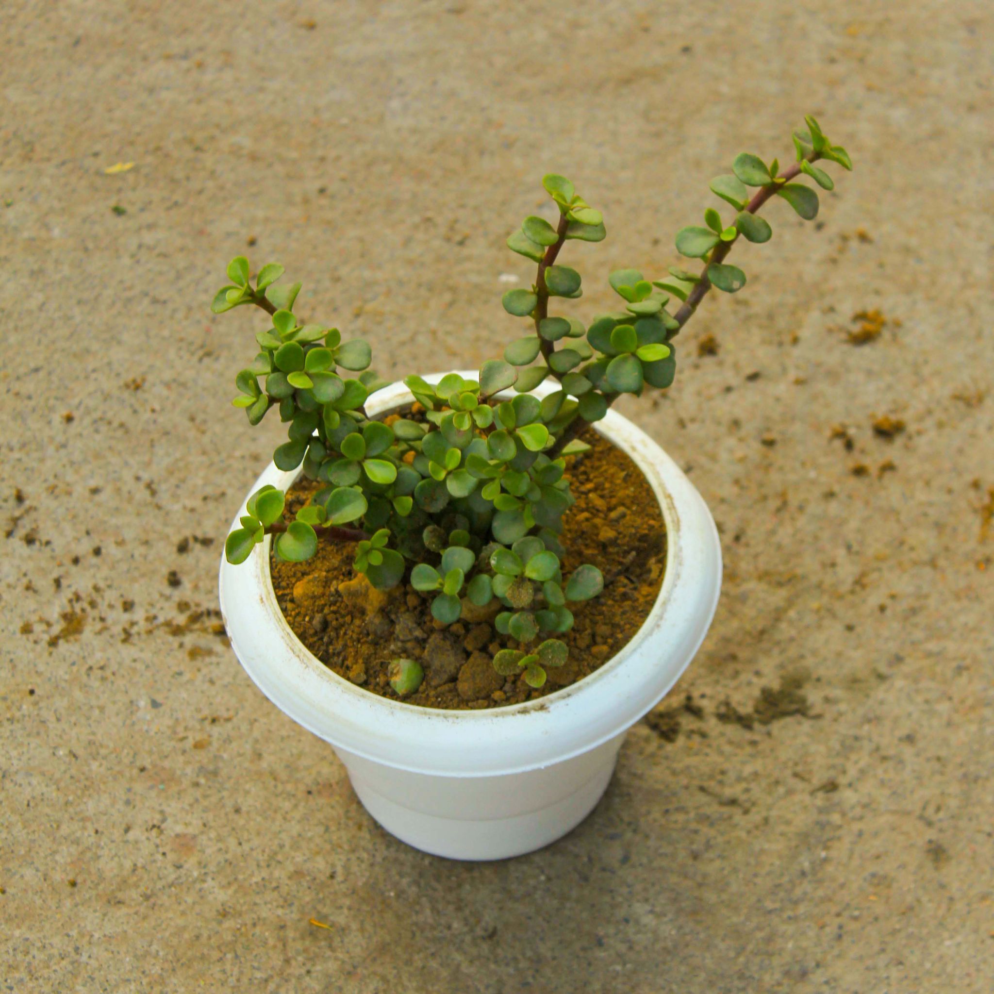 Jade in 6 Inch Classy White Plastic Pot