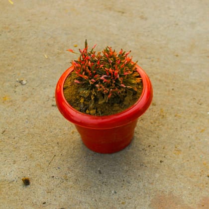 Buy Alternanthera Red in 6 Inch Classy Red Plastic Pot Online | Urvann.com