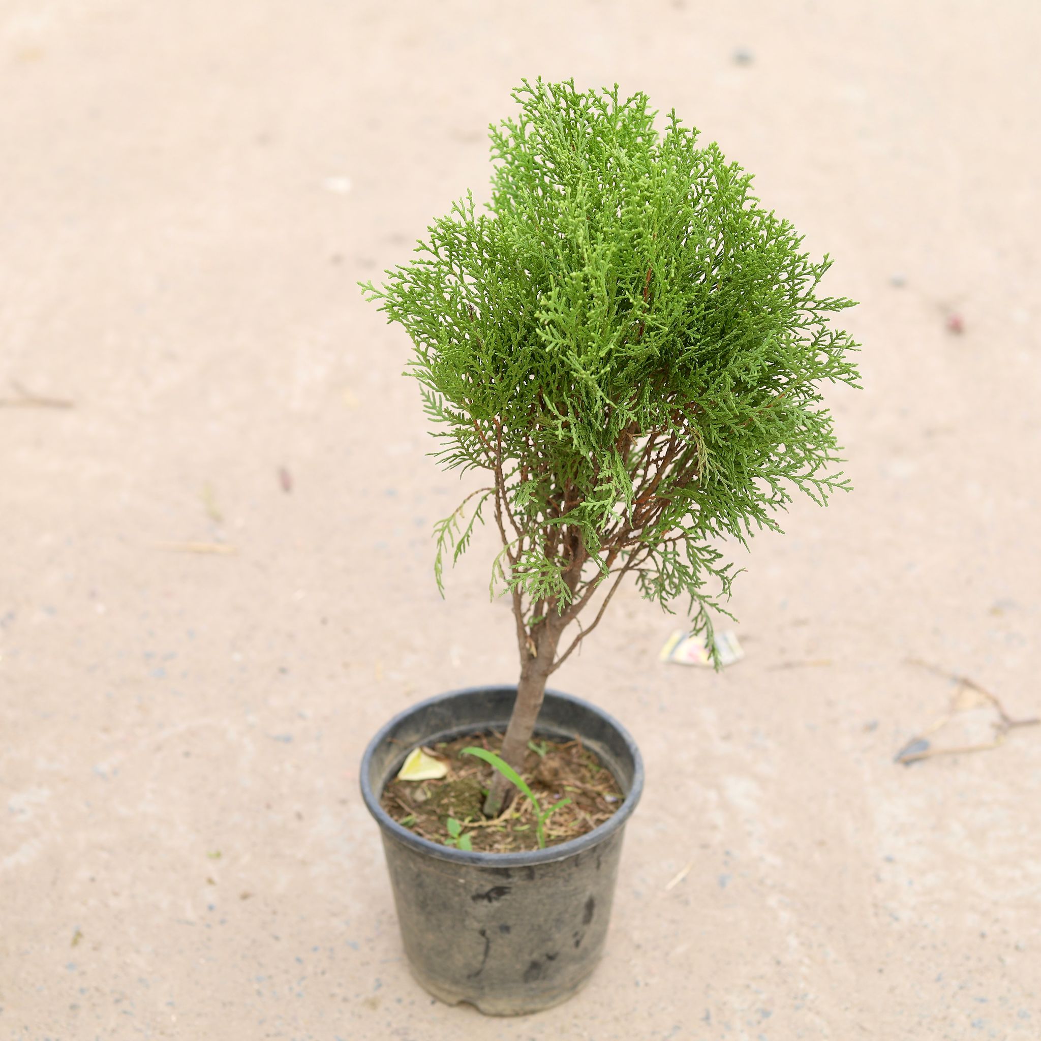 Morpankhi in 6 inch Nursery Pot