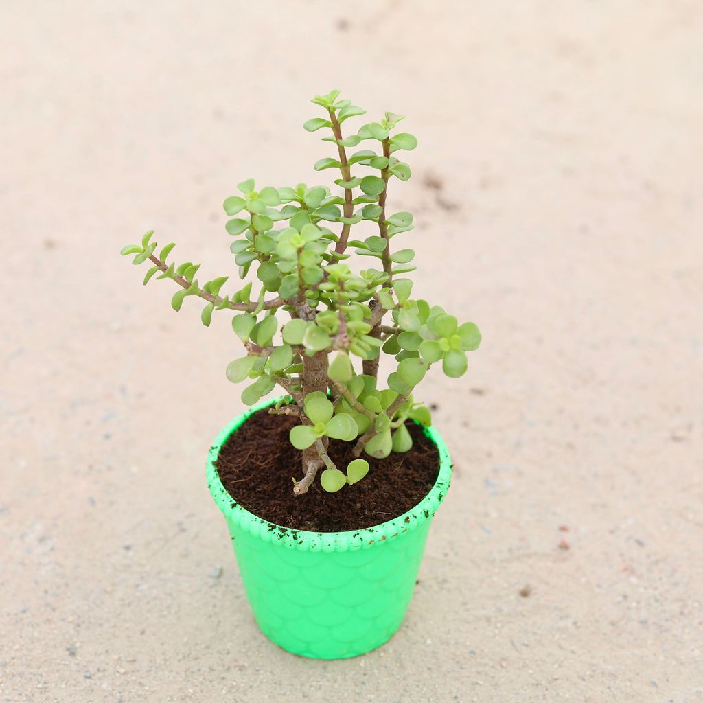 Buy Jade in 4 inch Designer Ark Plastic Pot (any colour) Online | Urvann.com Jade in 4 inch Designer Ark Plastic Pot (any colour)