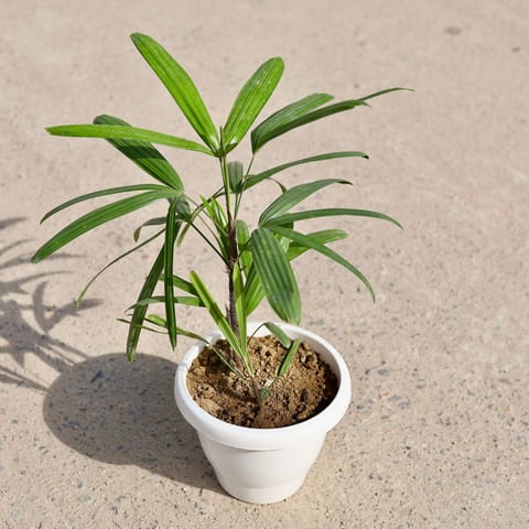 Rhapis Palm in 8 inch Classy White Plastic Pot