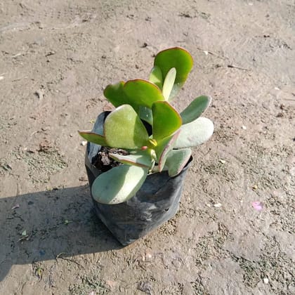 Crassula Succulent in 4 Inch Nursery Bag