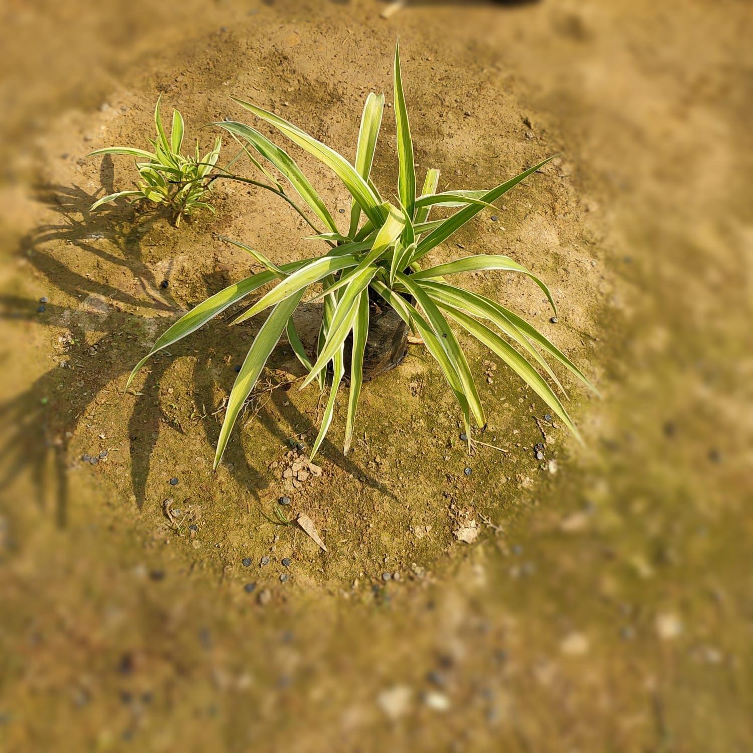 Spider in 4 Inch Nursery Bag
