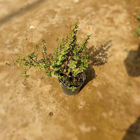 Jade in 6 Inch Nursery Pot