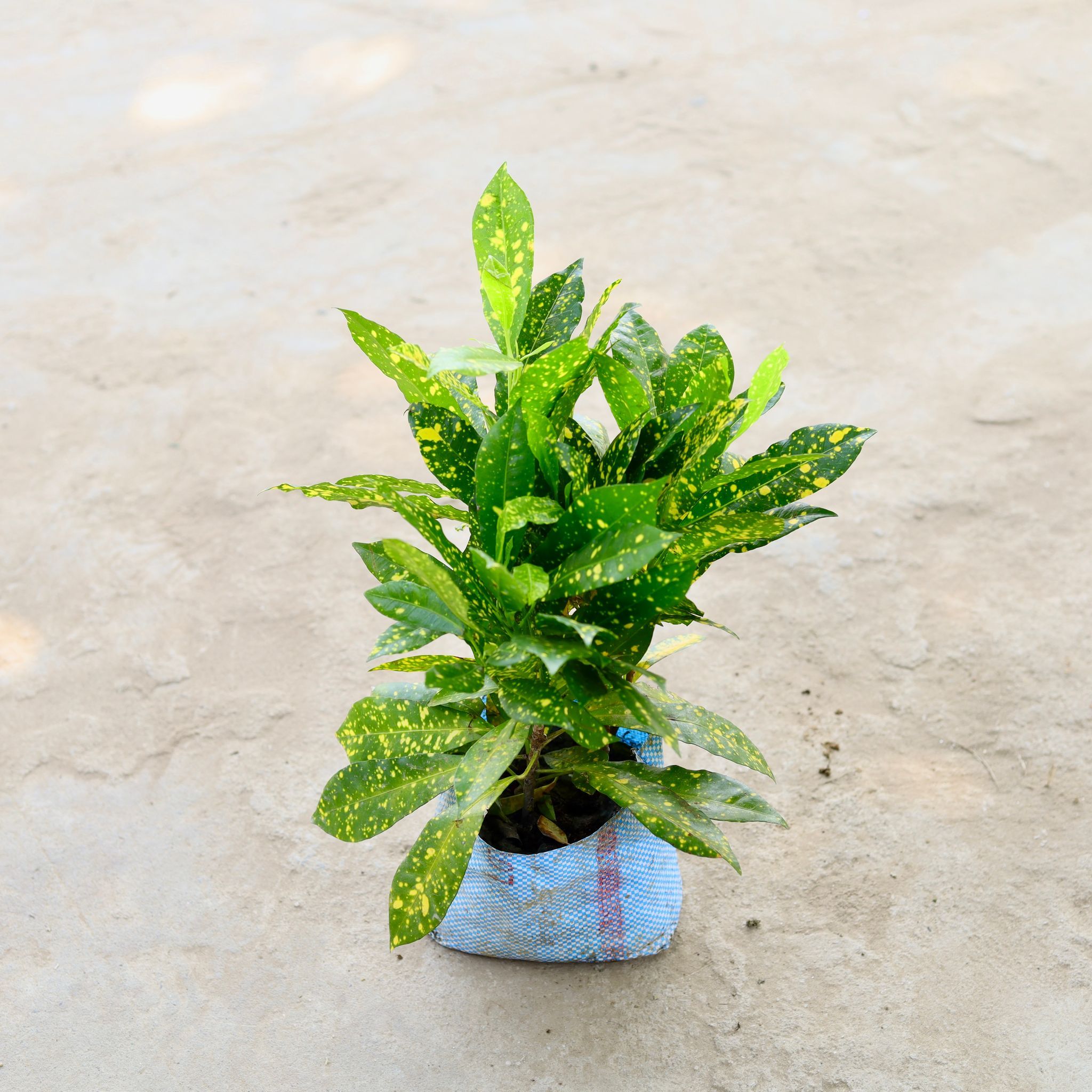 Baby Croton in 6 Inch Nursery Bag